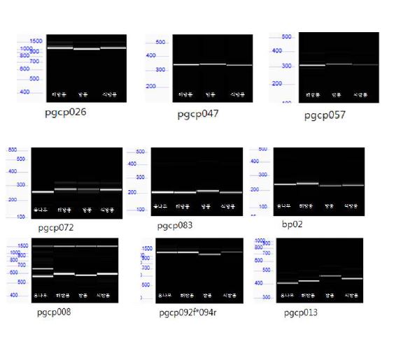 그림 3-16. 고유종의 종 특이적 분자 마커 개발을 위한 종간 PCR 다형성 확인. 섬오갈피,