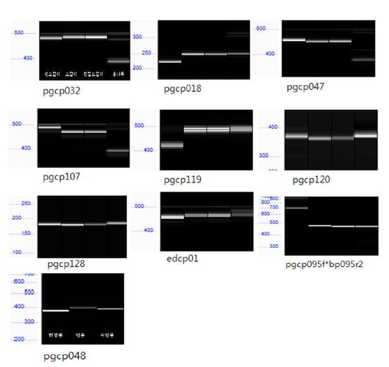 그림 3-16. 고유종의 종 특이적 분자 마커 개발을 위한 종간 PCR 다형성 확인. 섬오갈피,