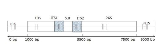 그림 3-21. 고려인삼 자경 ribosomal DNA 전체 길이 및 구조.