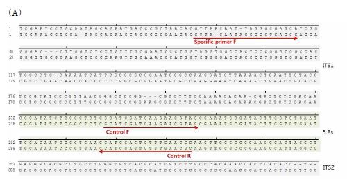그림 3-25. 종 특이적인 rDNA primer 제작 (A)해방풍, (B) 섬오가피