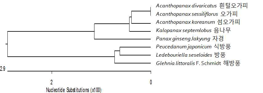 그림 3-24. 대상종 8종의 ribosomal ITS1-5.8s-ITS2 DNA 유연관계