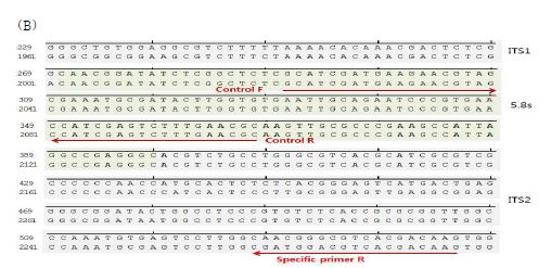 그림 3-25. 종 특이적인 rDNA primer 제작 (A)해방풍, (B) 섬오가피
