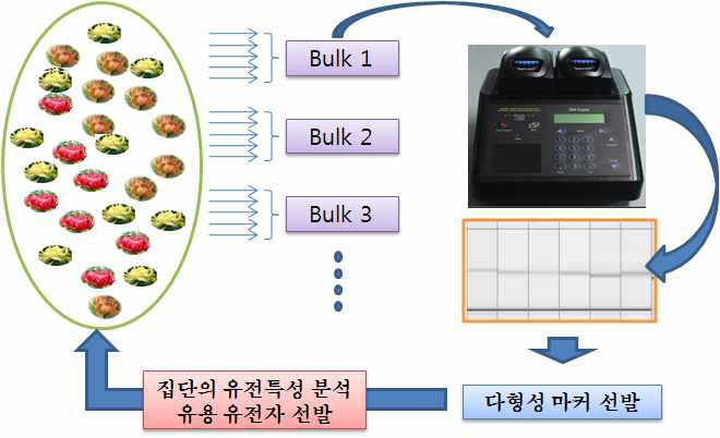 그림 3-32. Bulk selection analysis 방법의 모식도