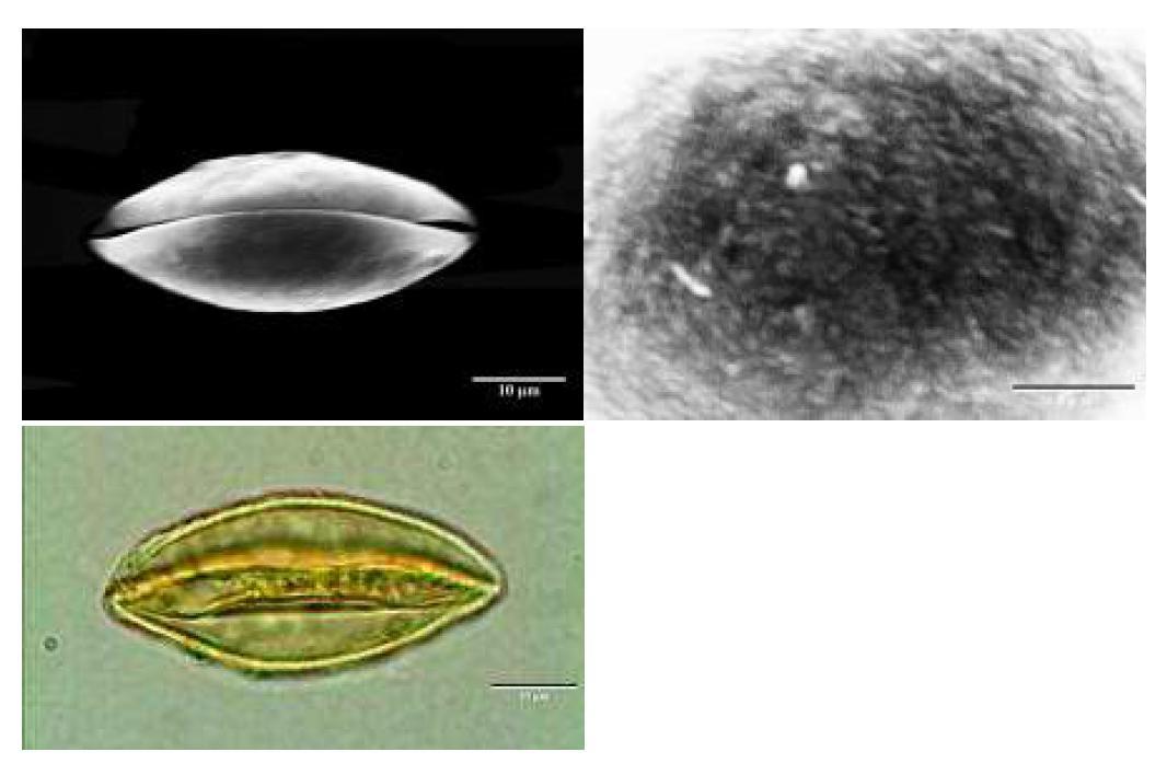 SEM and LM micrographs of pollen grains of Ginkgo biloba L.(은행나무).