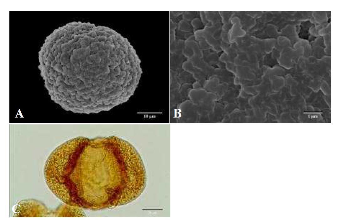SEM and LM micrographs of pollen grains of Cedrus deodara (Roxb. ex D.Don) G.Don (개잎갈나무).