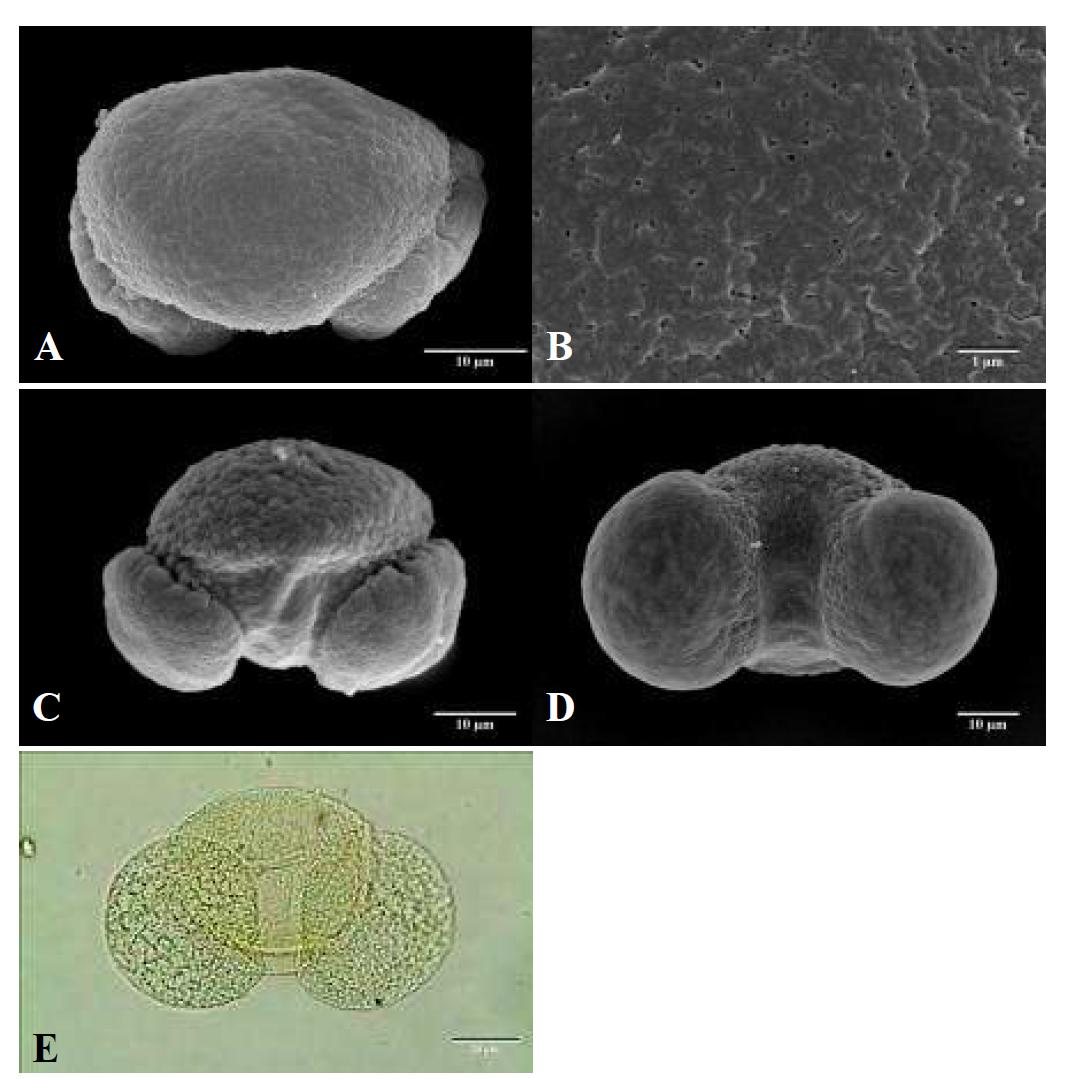 SEM and LM micrographs of pollen grains of Pinus densiflora Siebold & Zucc. (소나무).