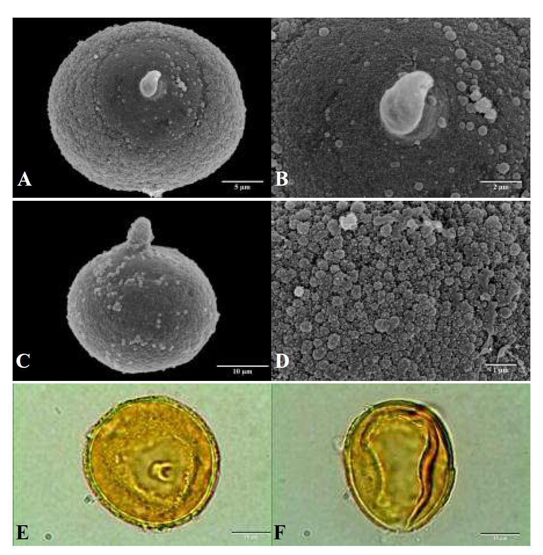 SEM and LM micrographs of pollen grains of Cryptomeria japonica (Thunb. ex L. f.) D. Don (삼나무).