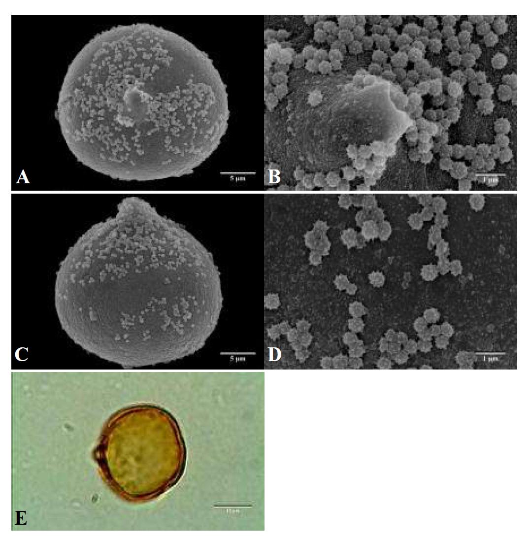 SEM and LM micrographs of pollen grains of Metasequoia glyptostroboides Hu & W.C. Cheng Don (메타세쿼이아).