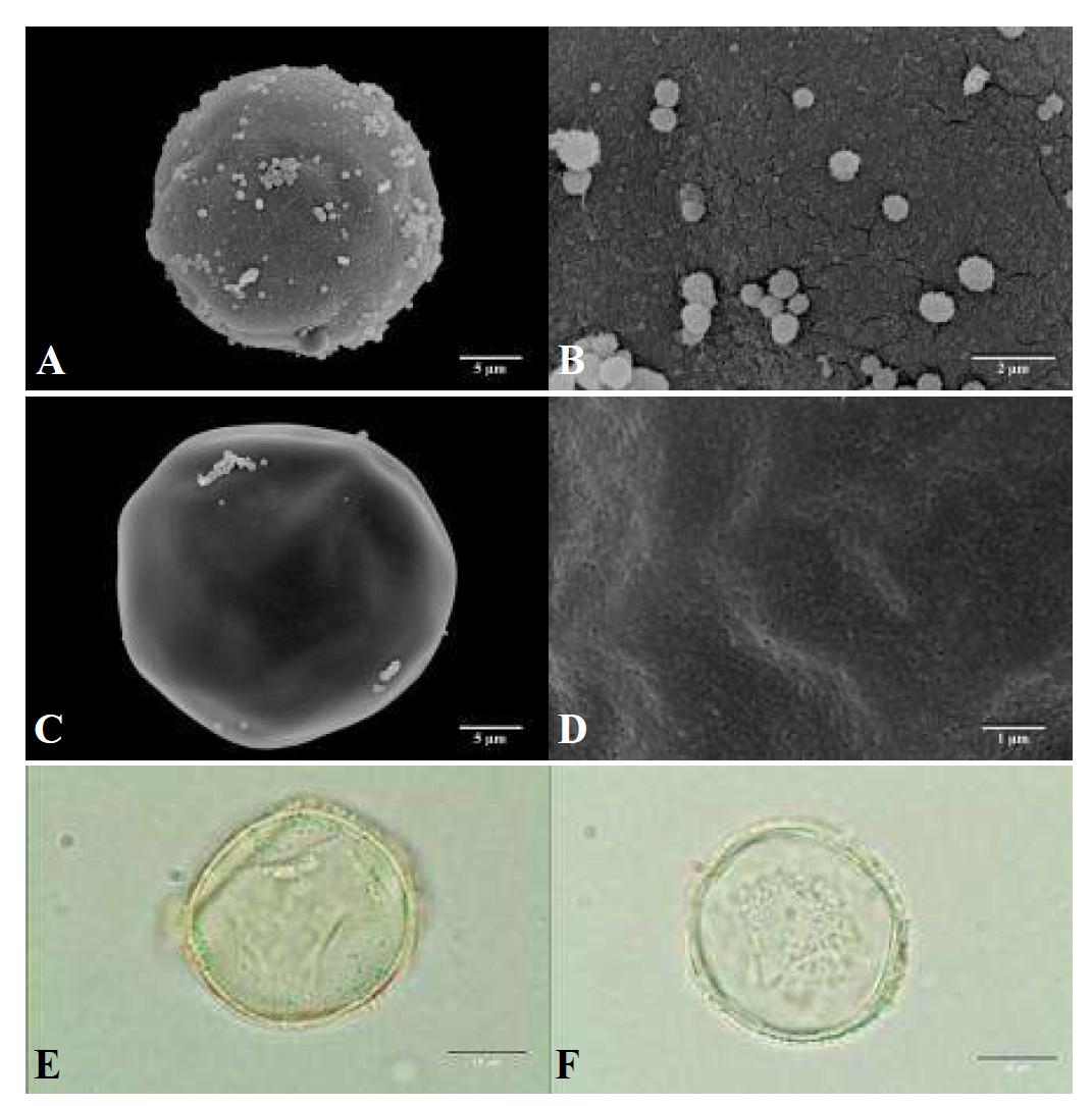 SEM and LM micrographs of pollen grains of Thuja orientalis L. (측백나무).