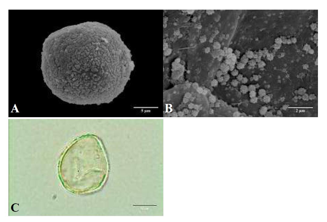 SEM and LM micrographs of pollen grains of Taxus cuspidata Siebold & Zucc. (주목).