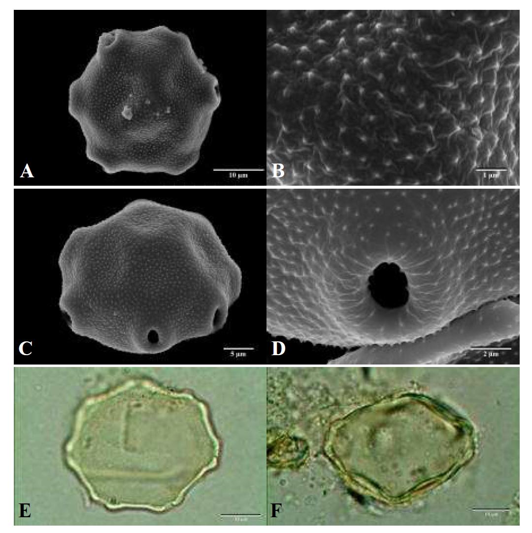 SEM and LM micrographs of pollen grains of Pterocarya stenoptera DC. (중국굴피나무).