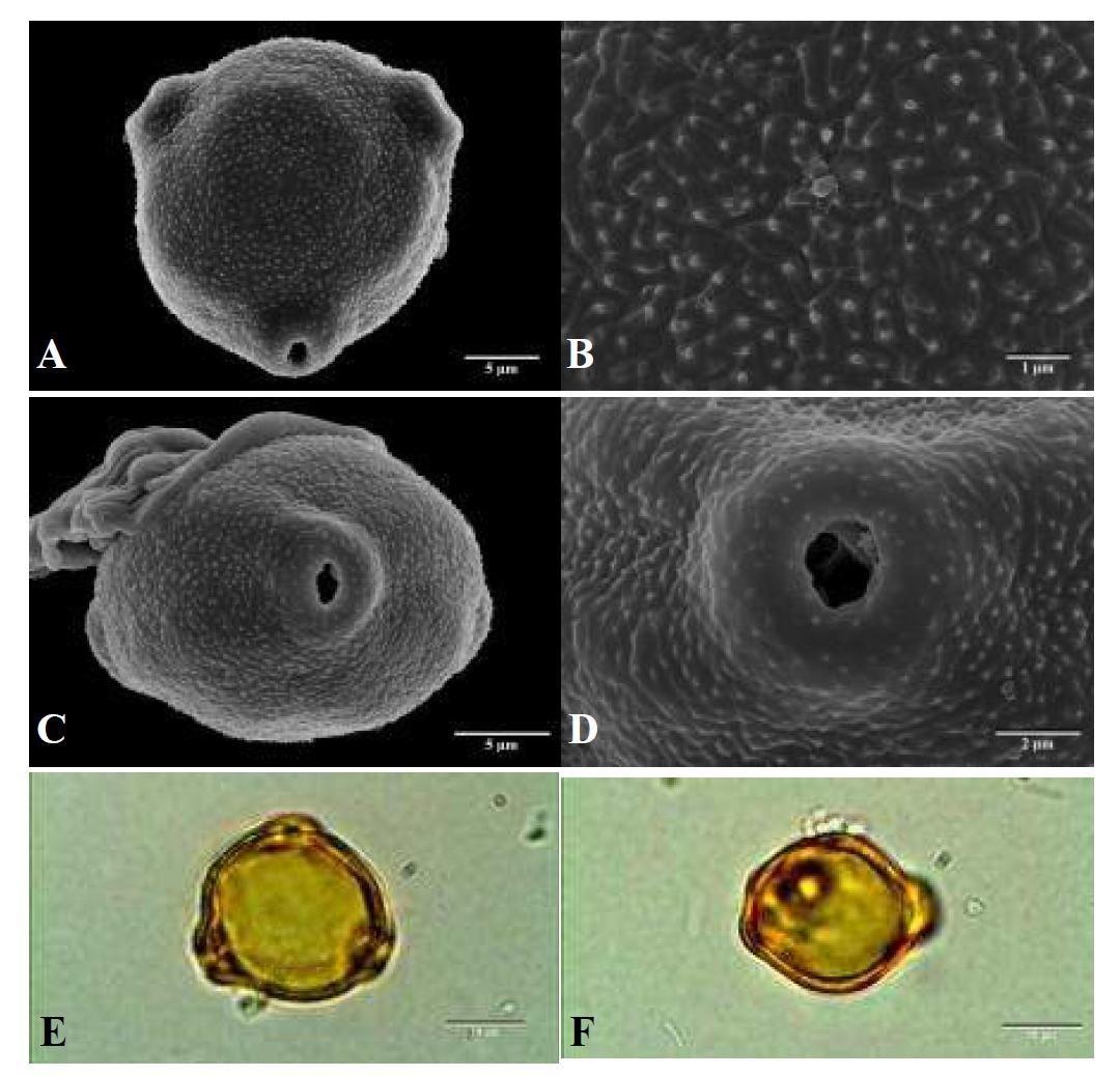 SEM and LM micrographs of pollen grains of Betula platyphylla Sukaczev var. japonica (Miq.) H. Hara (자작나무).