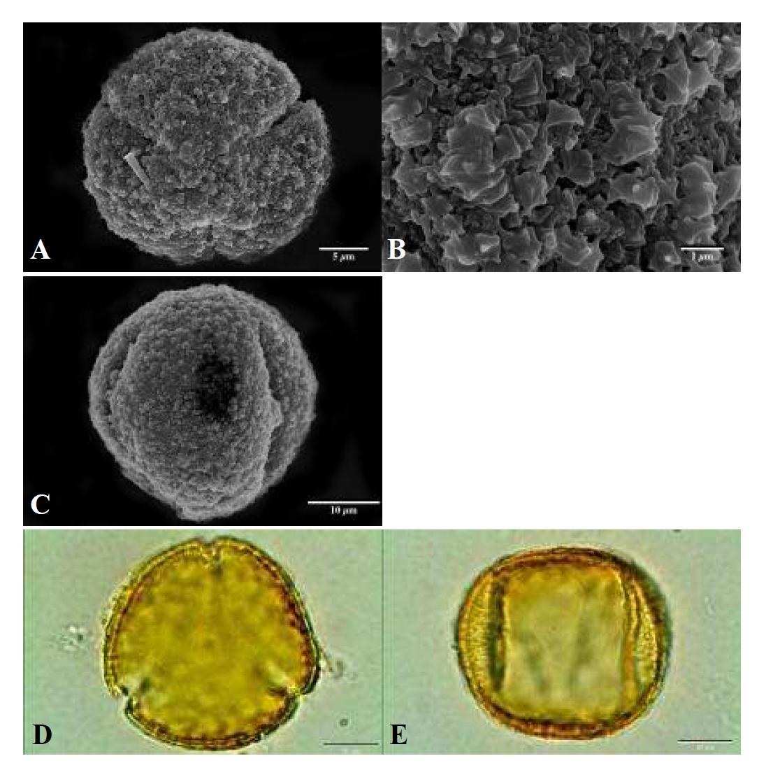 SEM and LM micrographs of pollen grains of Quercus dentata Thunb. (떡갈나무).