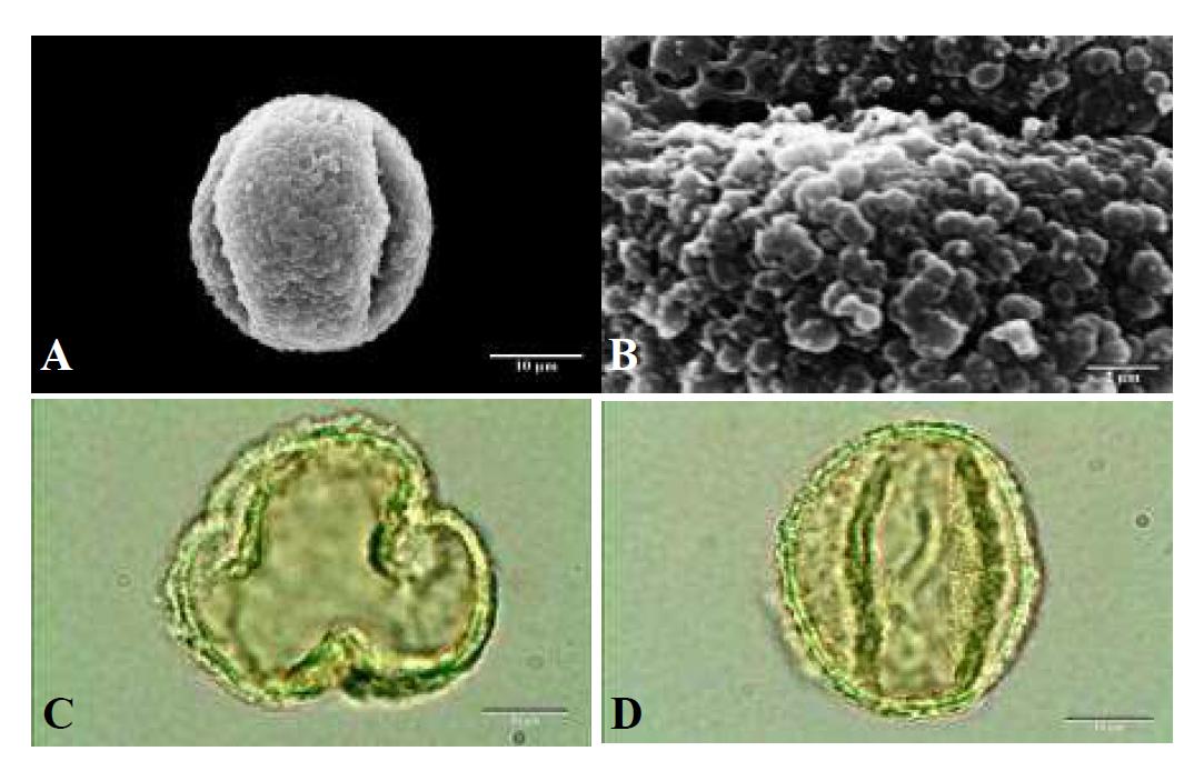 SEM and LM micrographs of pollen grains of Quercus serrata Thunb. ex Murray (졸참나무).