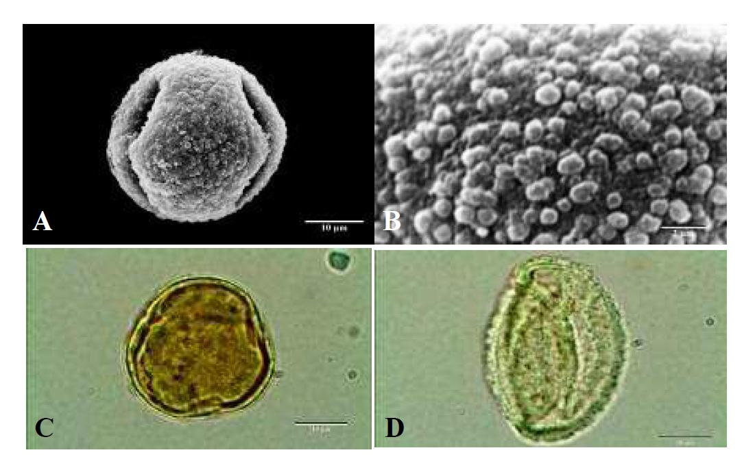 SEM and LM micrographs of pollen grains of Quercus variabilis Blume (굴참나무).