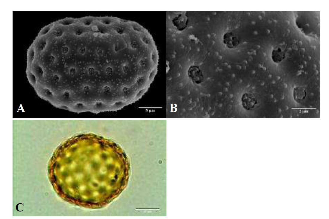 SEM and LM micrographs of pollen grains of Chenopodium album L. var. centrorubrum Makino (명아주).