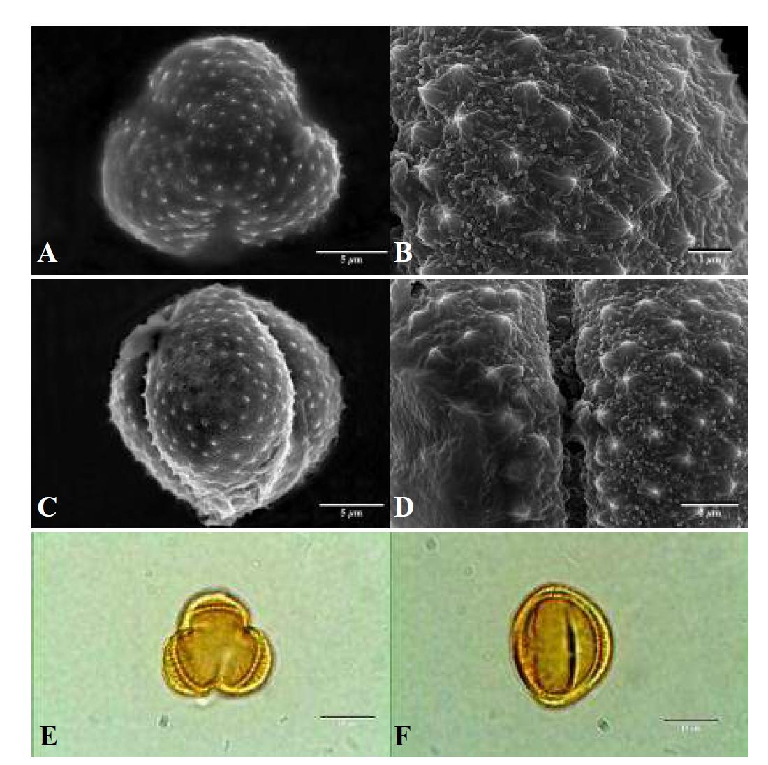 SEM and LM micrographs of pollen grains of Artemisia stolonifera (Maxim.) Kom. (넓은잎외잎쑥).