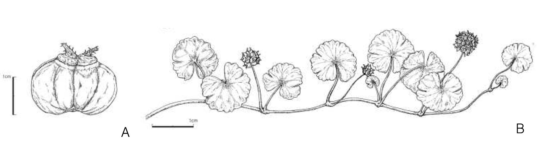 그림 6. 두릅나무과 피막이속(Hydrocotyle sp.); A. 열매, B. 전초.