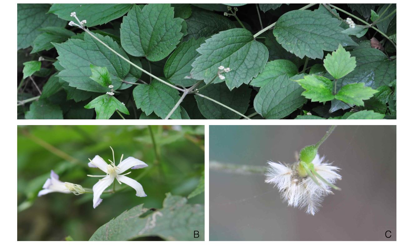 그림 8. 미나리아재비과 으아리속(Clematis sp.); A. 전초, B. 꽃, C. 열매