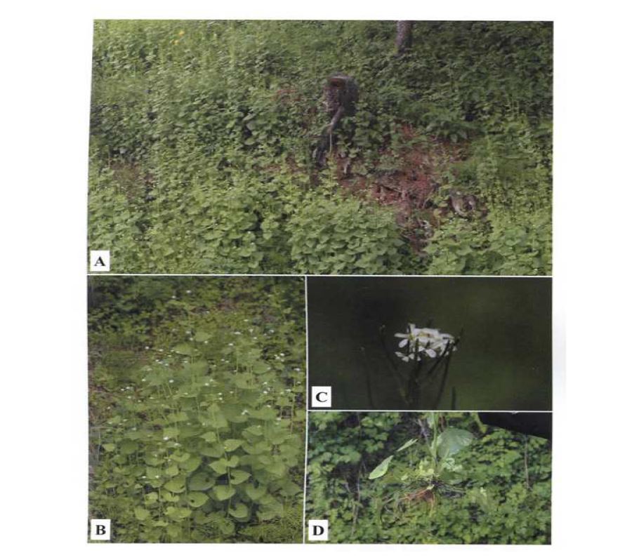 그림 9. 십자화과 마늘냉이 (Alliaria petiolata (M. Bieb.) Cavara A. B. 전초 및 생육지, C. 화서, D. 근생엽과 뿌리 (식물분류학회지 42(2):278-281에 게제됨)