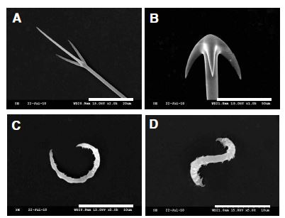 Fig. 3. Craniella n. sp. A, clade of protriaene; B, clade of anatriaene; C-D,