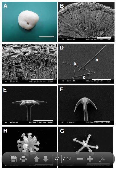 Fig. 4. Stelletta subtilis. A, Entire animal; B, Skeleton ; C, Cortex; D, Megasclere (a,