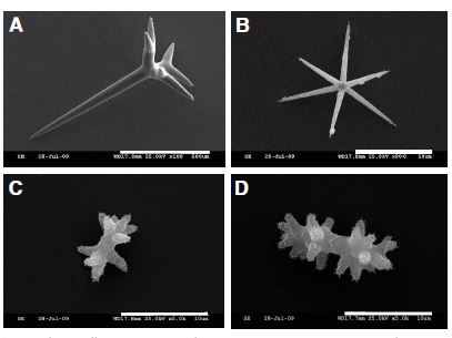 Fig. 6. Stryphnus sollasi n. sp. A, Dichotriaene, B, Oxyaster; C-D, Amphiasters. Scale