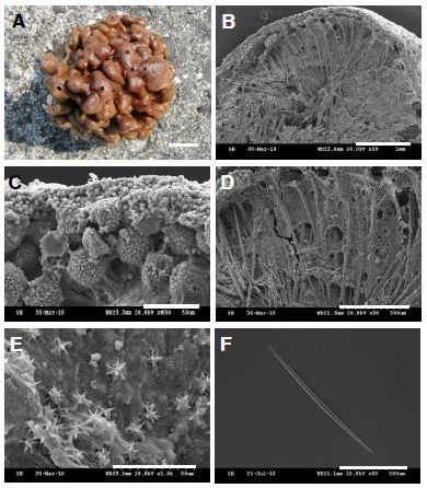 Fig. 7. Isops n. sp. A, Entire animal; B, Skeleton; C, Cortex; D, Choanosome; E,