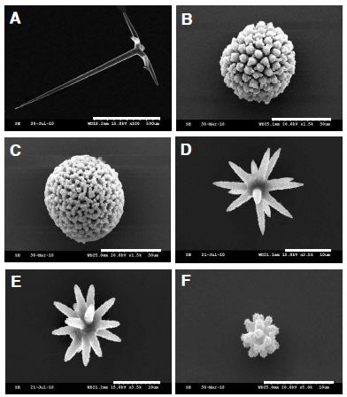 Fig. 8. Isops n. sp. A, Dichotriaene; B-C, Sterrasters; D-E, Oxyasters; F, Pycnaster.