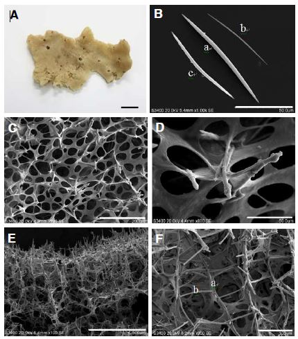 Fig. 9. Haliclona (Haliclona) tonggumiensis n. sp. A, Entire animal; B, Spicule [thick