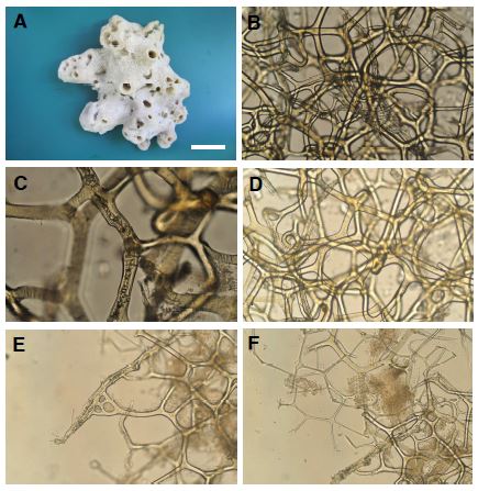 Fig. 11. Hyatella n. sp. 1. A, Entire animal; B-F, Skeleton. Scale bars: A= 1 cm.