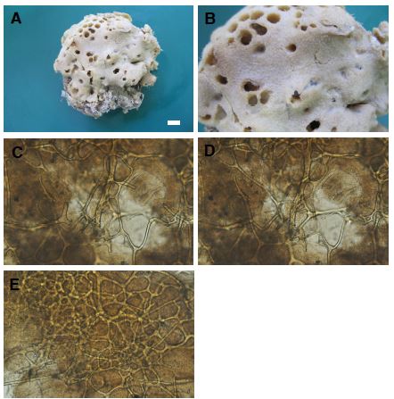 Fig. 12. Hyatella n. sp. 2. A, Entire animal; B, Surface; C-E, Skeleton. Scale bars: