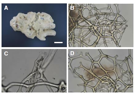 Fig. 13. Hyatella n. sp. 3. A, Entire animal; B-D, Skeleton. Scale bars: A= 2 cm.