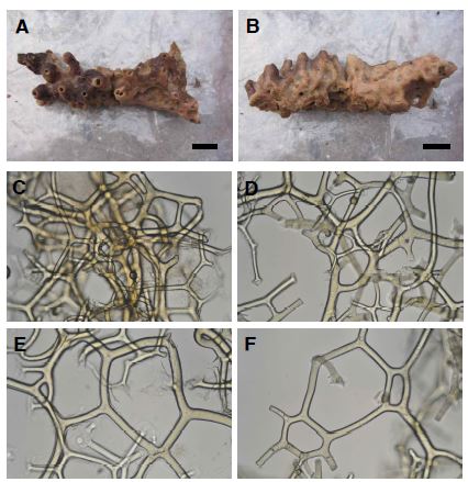 Fig. 14. Hippospongia n. sp. A, Entire animal(front side); B, Entire animal(back side);