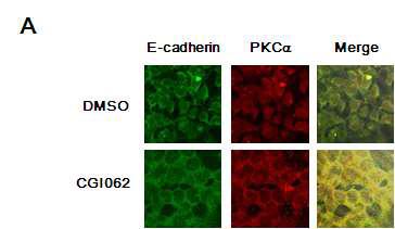 CGI062에의한 PKCa의 활성화
