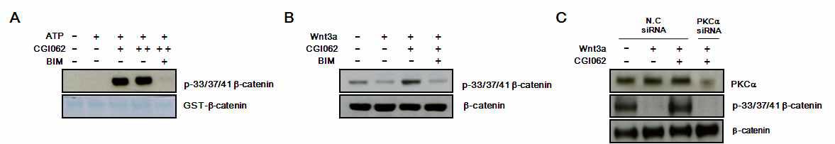 활성화된 PKCa에 의한 b-catenin의 인산화