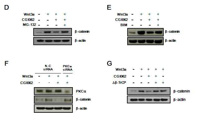 CGI062에의한 b-catenin 단백질의 분해