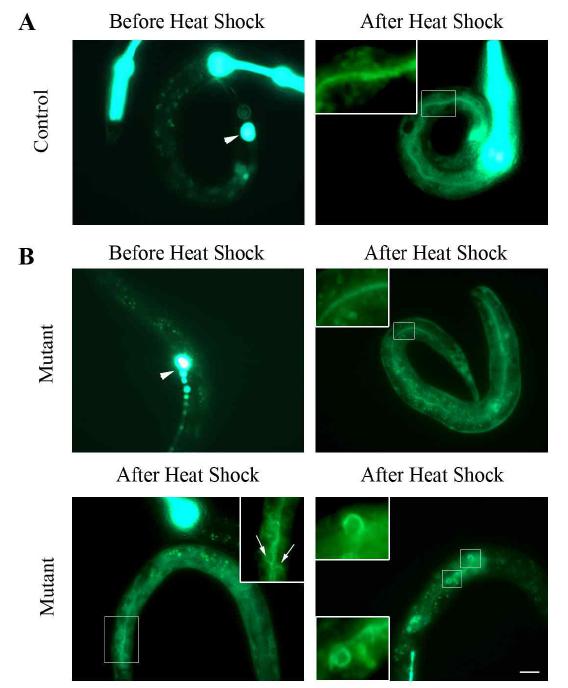 Heat shock based pulse chase experiment를 이용한 wts-1 돌연변이의 exocytosis 이상여부 확인