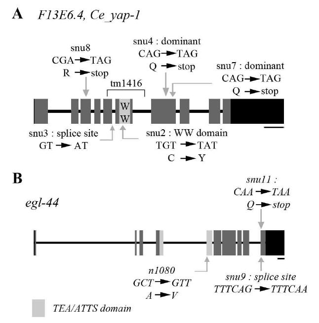 yap-1, egl-44의 유전자 구조와 mutagenesis를 통해 얻은 allele들의 mutation 위치