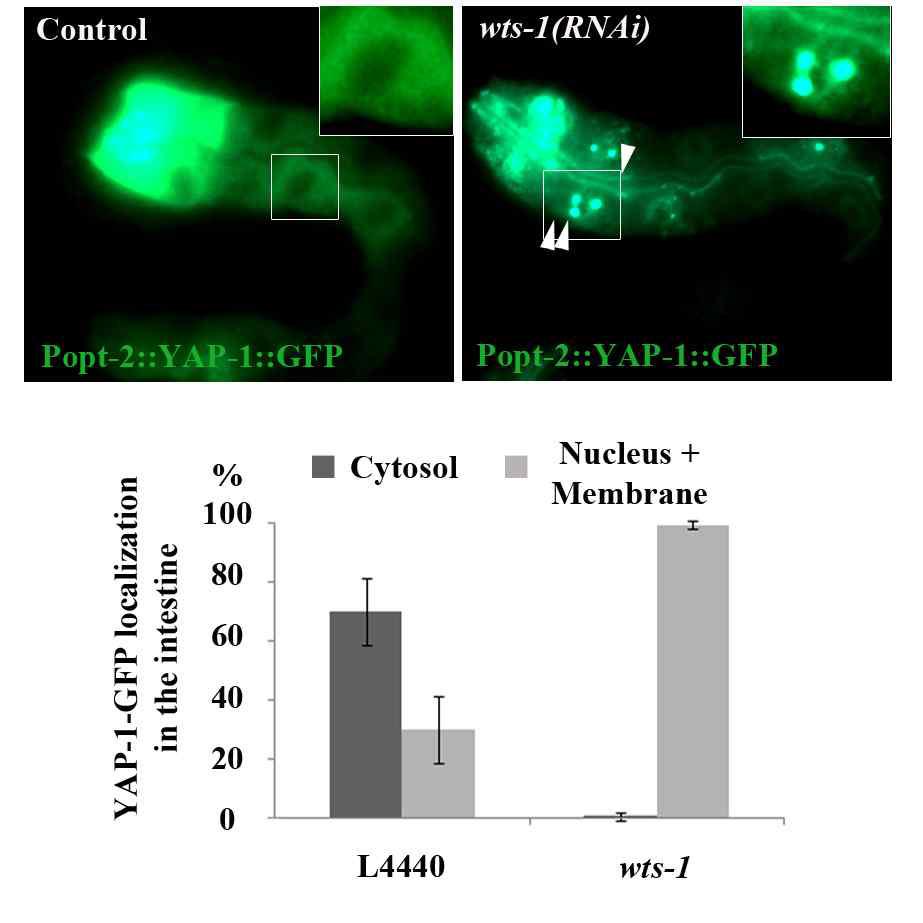 그림 6. intestine에서 발현하는 YAP-1-GFP는 대조군에서는 cytoplasm에 위치하나, wts-1 RNAi 처리 시 핵과 membrane으로 세포내 위치가 바뀜.