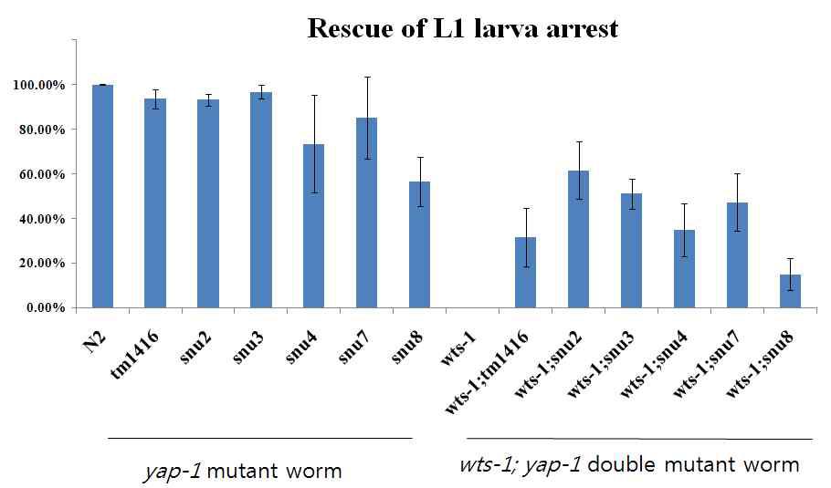 그림 7. wts-1 돌연변이는 L1에서 발생을 멈추나, wts-1; yap-1 돌연변이 는 상당수가 L1 이후로 발생을 함.