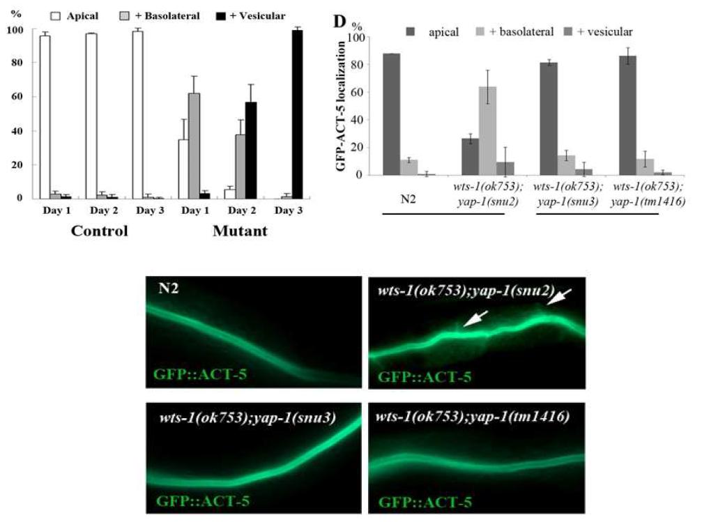 wts-1 돌연변이의 GFP-ACT-5 발현 이상은 yap-1 돌연변이에 의해 suppression됨