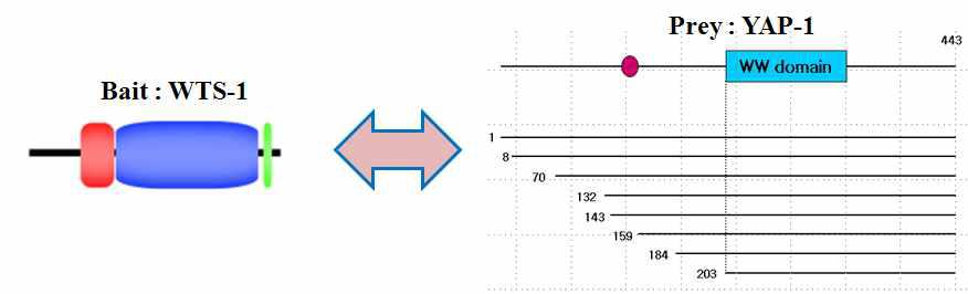 WTS-1과 YAP-1 yeast two hybrid 결과