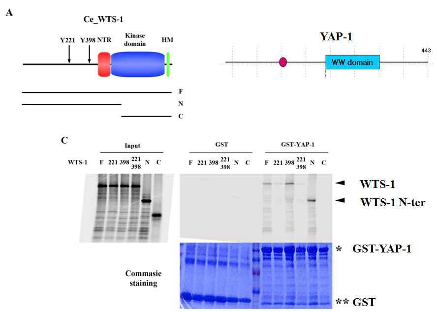 그림 10. WTS-1과 YAP-1 의 GST pulldown assay 결과