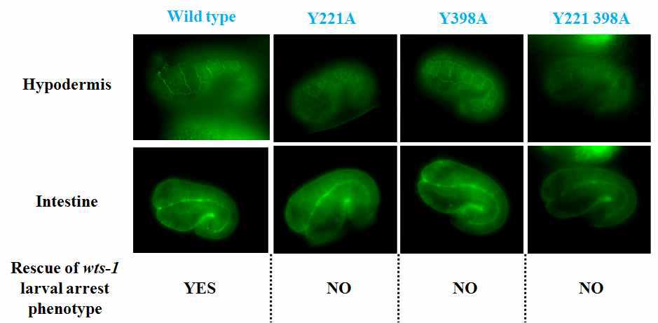 WTS-1의 PPxY motif를 망가뜨린 construct의 발현양상과 wts-1 돌연변이 표현 형질의 rescue 여부