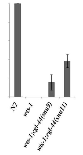 egl-44에 의한 wts-1 L1 arrest phenotype관찰