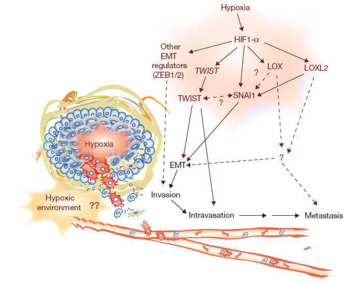 regulators. Local hypoxic microenvironments (for example, at the tumour border) would further enhance tumour invasion and metastasis.