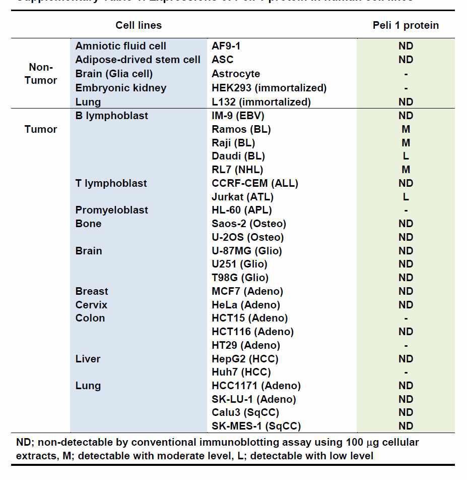 다양한 세포주에서의 Pellino 1 단백질 발현 양상