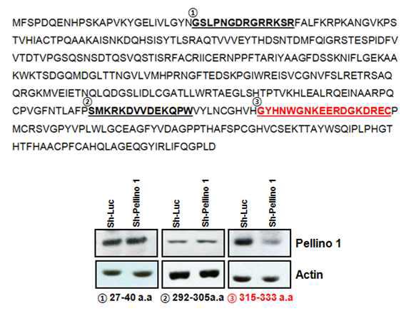 Pellino 1 항체 제작