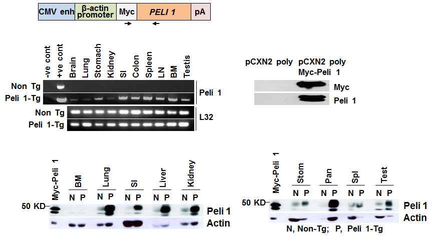 Pellino 1 과발현 transgenic mice 제작